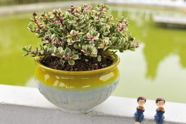 雅樂之舞用什么盆養(yǎng)好，泥制花盆的性價(jià)比最高