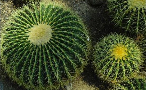 仙人球防輻射嗎，不能/只能防太陽紫外線(光學(xué)輻射)