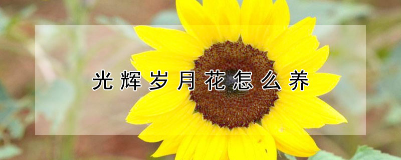 光輝歲月花怎么養(yǎng)