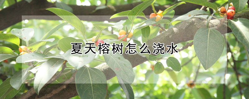 夏天榕樹(shù)怎么澆水