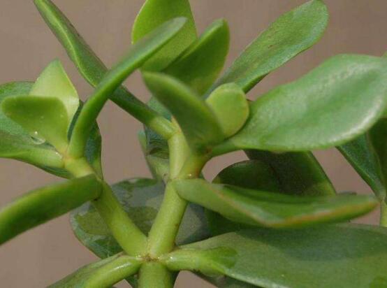 景天樹和玉樹的區(qū)別，教你兩種最容易分辨方法(葉型與花型)