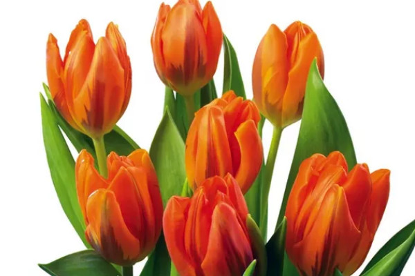 郁金香養(yǎng)在室內(nèi)可以嗎