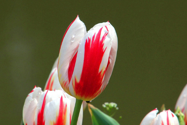 郁金香種了半個(gè)月沒有發(fā)芽還活嗎