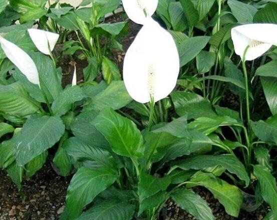 一帆風(fēng)順蔫了怎么補(bǔ)救，四種原因以及補(bǔ)救辦法