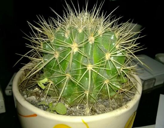 仙人球能治什么病，仙人球的作用與功效