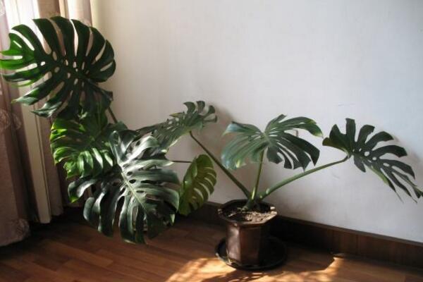 龜背竹葉子邊緣發(fā)黃怎么辦，控制溫度并做好遮陰措施