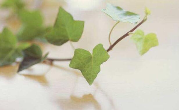 常春藤葉子發(fā)蔫咋補(bǔ)救，適合的光照和溫度很重要
