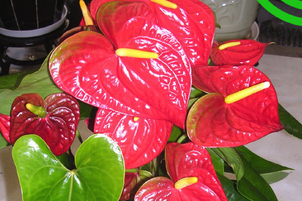 紅掌可以曬太陽嗎