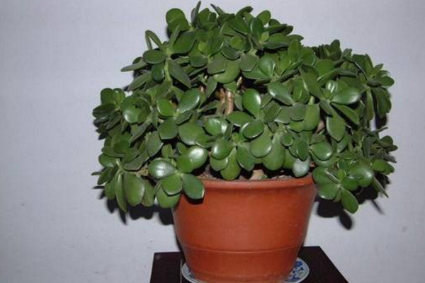 玉樹換盆注意事項，注意換盆時間以及根部的修剪