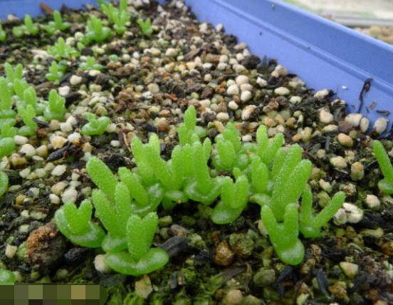 碧光環(huán)多肉怎么養(yǎng)，注意土壤透氣性、控水控溫度