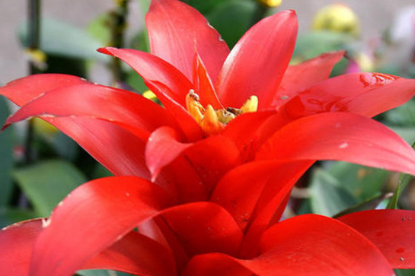 鴻運(yùn)當(dāng)頭養(yǎng)幾顆好