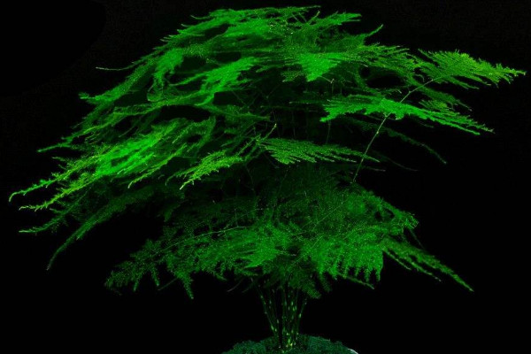 文竹剪掉還會(huì)發(fā)芽嗎