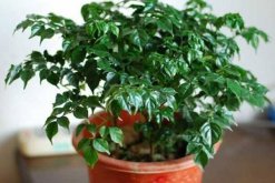 幸福樹用什么土，用園土、腐殖土和沙子配制