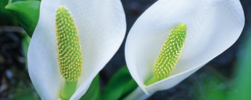 馬蹄蓮葉子發(fā)黃發(fā)軟怎么辦