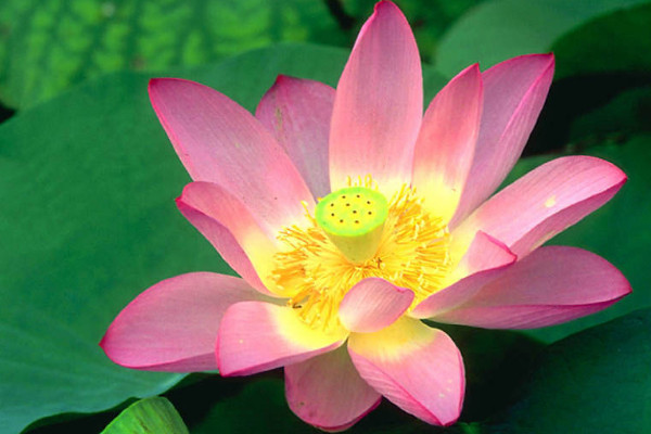 怎么養(yǎng)荷花開花多