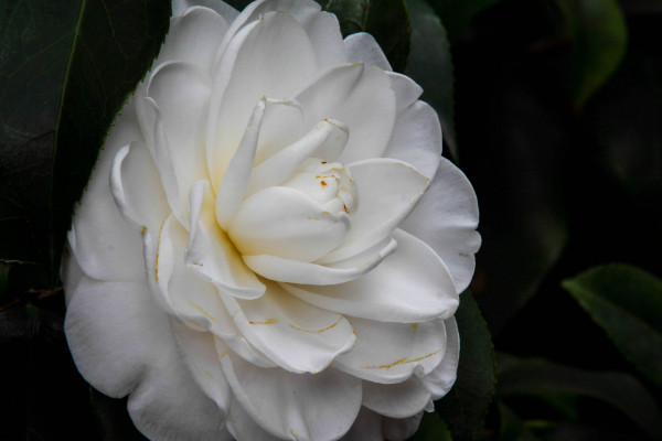 茶花秋冬季節(jié)如何養(yǎng)護