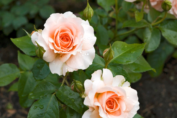 盆栽薔薇的養(yǎng)殖方法和注意事項(xiàng)