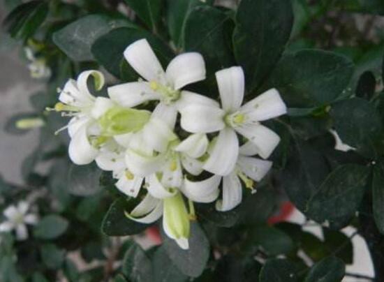 九里香花語是什么，九里香花的寓意象征愛情