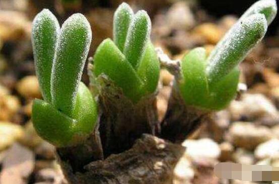 碧光環(huán)種植方法，擇健康種子、保水保肥土壤/淺盆為主