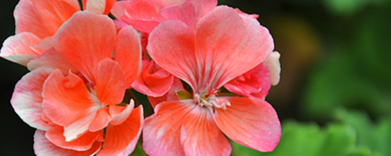 天竺葵怎么養(yǎng)爆盆