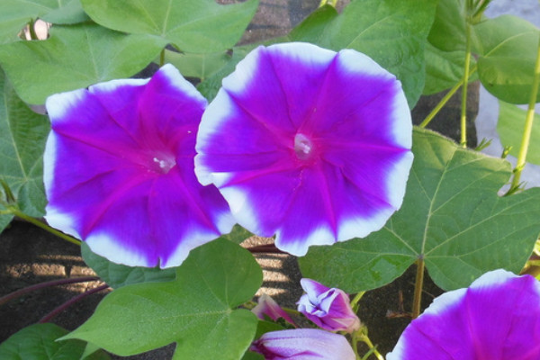 牽?；ㄩ_花后要修剪嗎