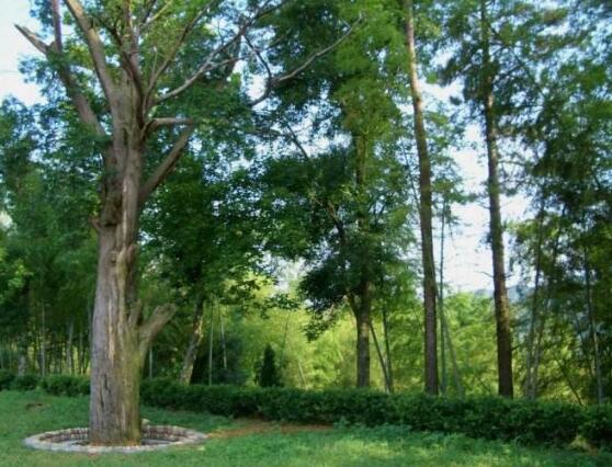 紅豆杉的品種，盤點中國紅豆杉五大品種