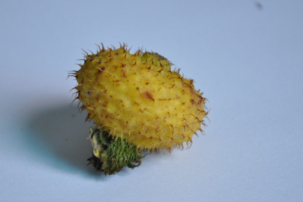 金櫻子名字的由來(lái)