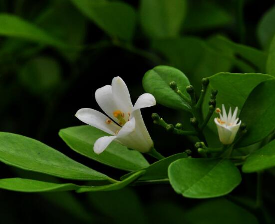 盆栽九里香的養(yǎng)殖方法，老農(nóng)教你七個最實用基本方法