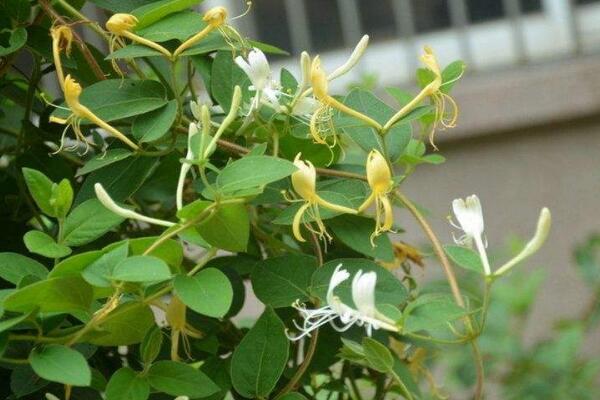 四季金銀花種植技術(shù)，早春時期種植成活率最高