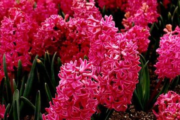 紅色風(fēng)信子花語(yǔ)