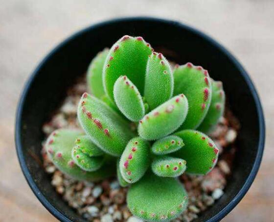 熊童子掉葉子怎么回事，三種原因以及解決方法