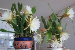 曇花多久開一次花，樹齡達到3年以后每年開一次花