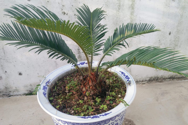 鐵樹(shù)養(yǎng)殖方法和注意事項(xiàng)，澆水保證盆土見(jiàn)干見(jiàn)濕