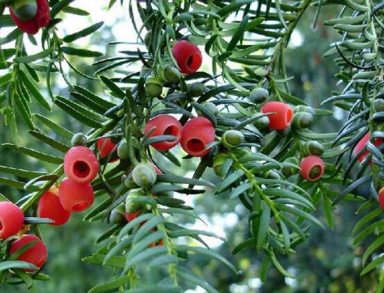 紅豆杉怎么換盆，三個(gè)簡(jiǎn)單方法教你輕松學(xué)會(huì)