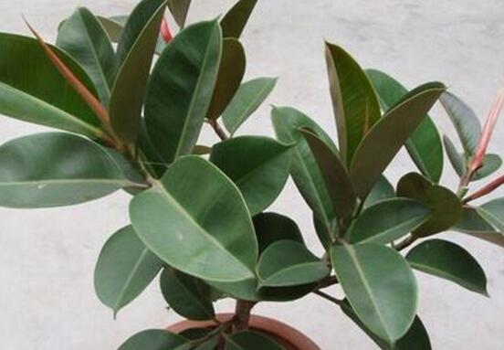 橡皮樹怎么養(yǎng)，牢記七個步驟就可養(yǎng)好