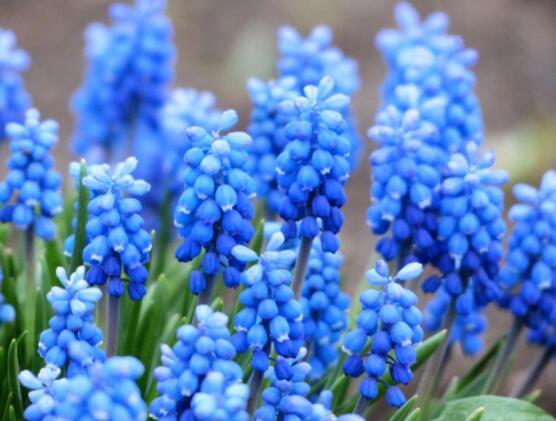 家里養(yǎng)風(fēng)信子好嗎，好/美化家居環(huán)境、凈化空氣