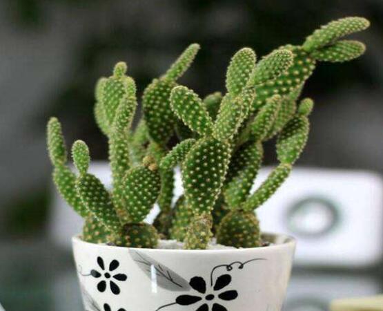 仙人掌怎么澆水和施肥，教你三個步驟便可生長枝葉翠綠