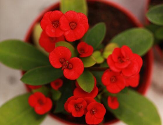 虎刺梅致癌嗎，長期接觸導(dǎo)致人們身體細(xì)胞癌變