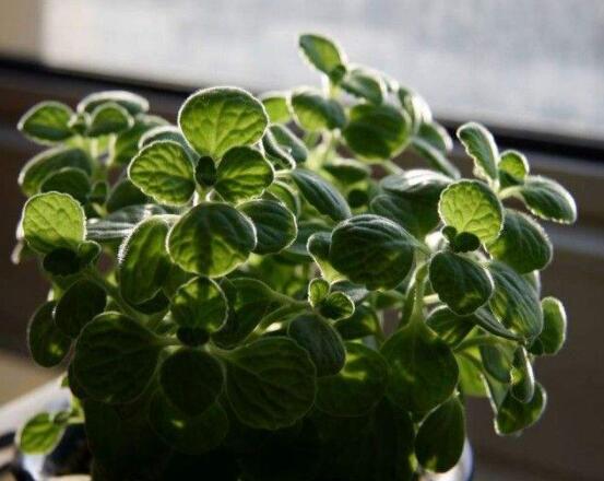 碰碰香放臥室可以嗎，可以/醒腦提神、凈化空氣、驅(qū)趕蚊蟲