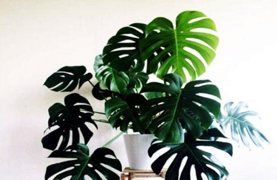 龜背竹怎么固定造型，龜體造型最受人們歡迎(美觀)