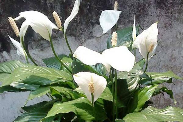 一帆風(fēng)順葉子發(fā)黃怎么辦，及時(shí)找出原因進(jìn)行補(bǔ)救