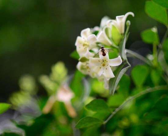 盆栽九里香的養(yǎng)殖方法，老農(nóng)教你七個最實用基本方法