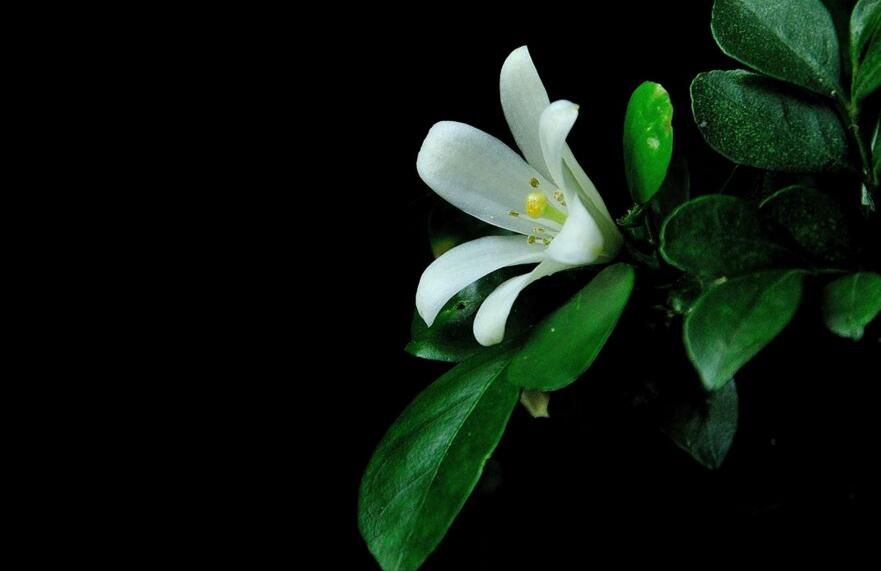 九里香幾月份開(kāi)花，生長(zhǎng)環(huán)境不同花期也不一樣