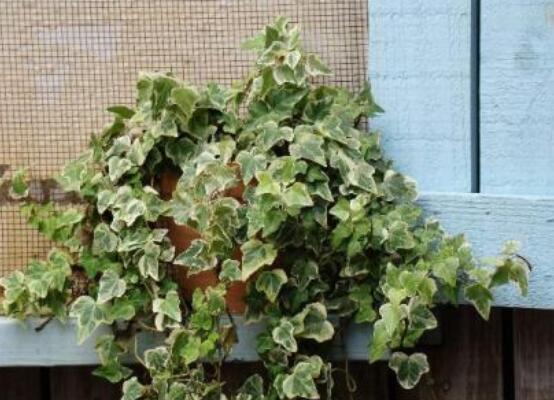 常春藤開花嗎，花期從秋季一直到春季