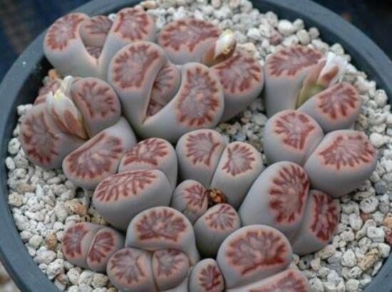 生石花夏天發(fā)皺，保持散射光環(huán)境/盆土疏松透氣