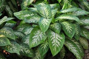 萬年青有哪些品種，萬年青的品種圖片大全