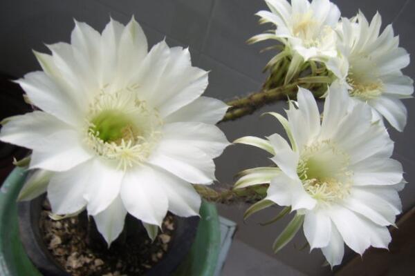 仙人球花和曇花的區(qū)別，介紹四種不同之處