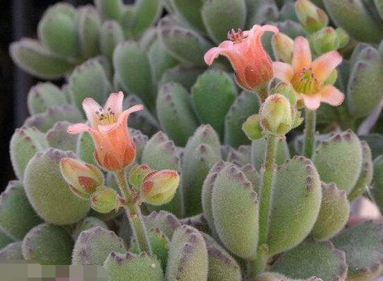 熊童子什么時候開花，基本上都是在夏末秋初開花