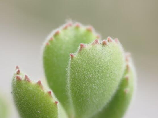 熊童子怎么養(yǎng)才能肥，主要做好四個要點即可