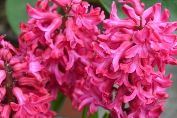 風(fēng)信子球莖怎么保存